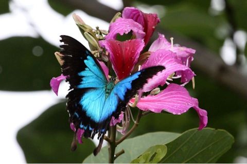 Ulysses Butterfly (Papilio ulysses)